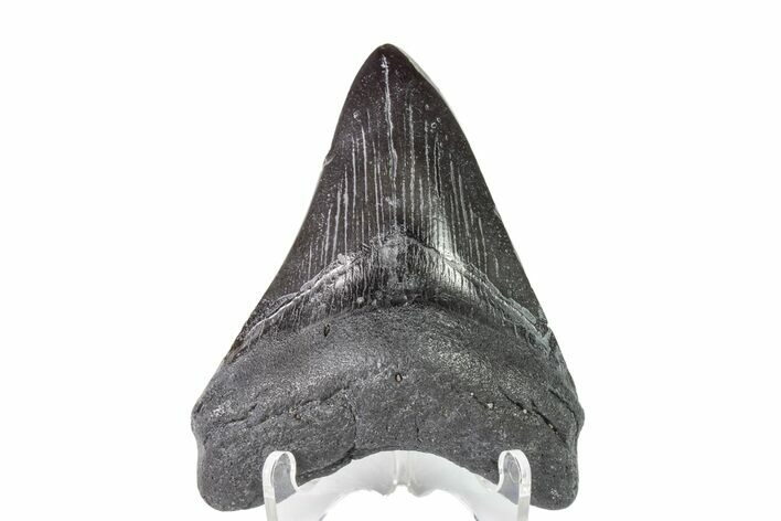 Fossil Megalodon Tooth (Polished Tip) - Georgia #151547
